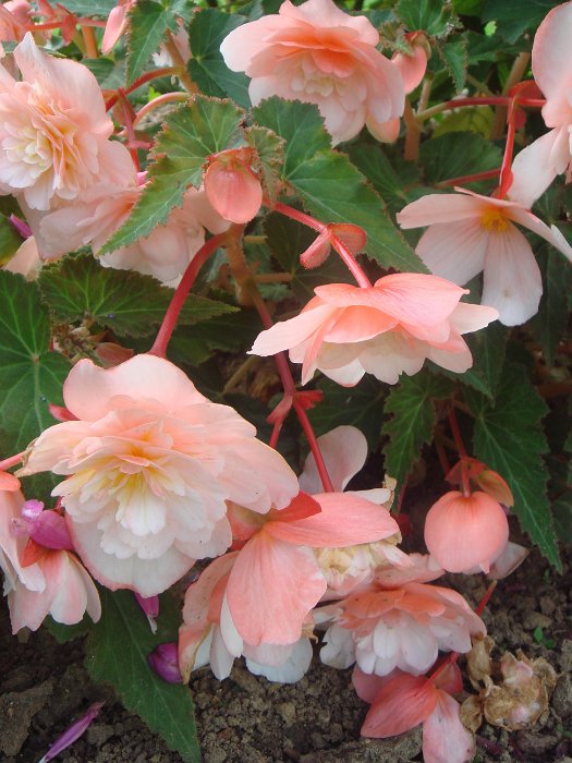 Begonia odorata (2)